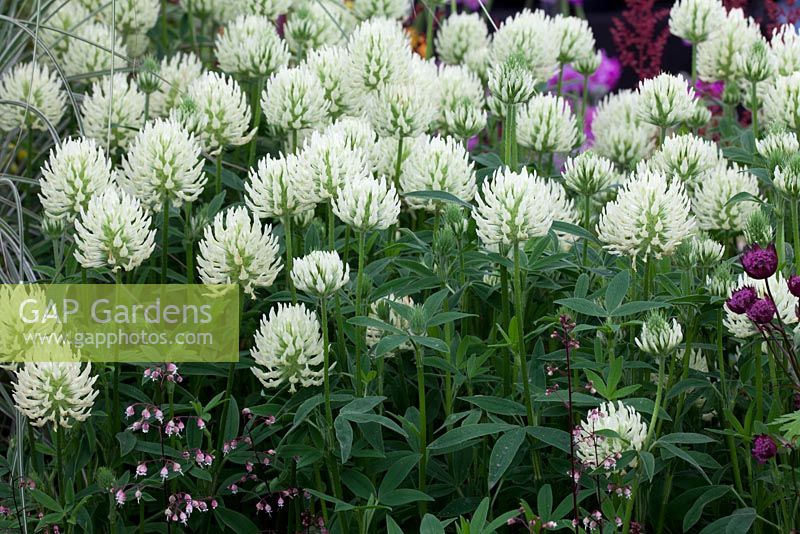 Trifolium pannonicum - RHS Hampton Court Flower Show 2012, Culm View Nurseries