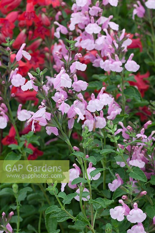 Salvia 'Peter Vidgeon' - RHS Hampton Court Flower Show 2012, Hopleys Plants Ltd