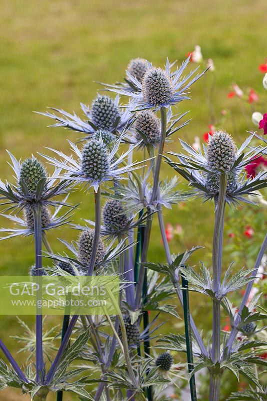 Eryngium 'Jos Eijking' - RHS Hampton Court Flower Show 2012, Redman Hardy Plants
