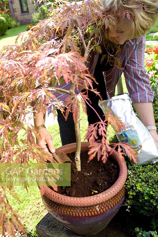 Top dressing a container of Acer palmatum var. dissectum with coffee grounds as a mulch 