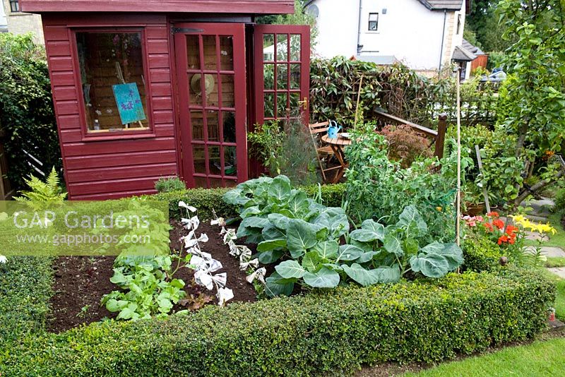 Suburban garden with studio summerhouse, small vegetable bed surrounded by a clipped Buxus sempervirens hedge and planted with climbing peas, onions, cabbages, salad leaves and herbs including fennel. String of newspaper scarers to prevent damage from birds and Cabbage white butterflies.  