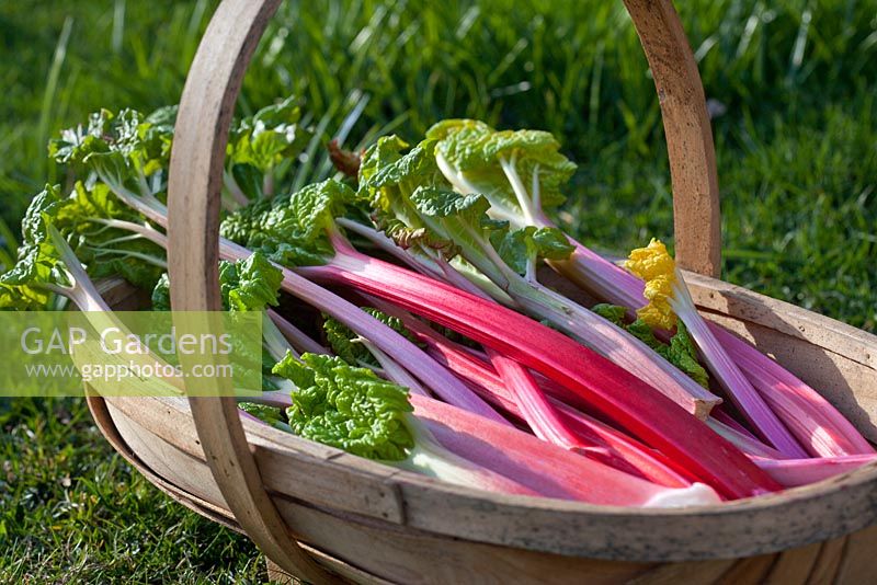 Forced rhubarb - Rheum in trug basket