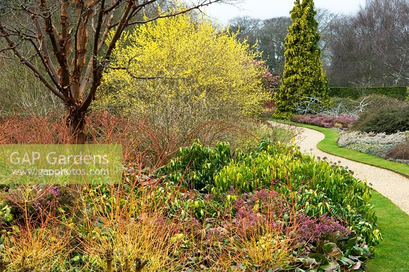 Acer griseum, Erica, Hedera and Salix - Cambridge Botanic Gardens 
