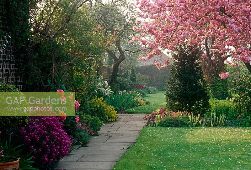 Path beside spring border with Erysimum, Paeonia and cherry tree in blossom