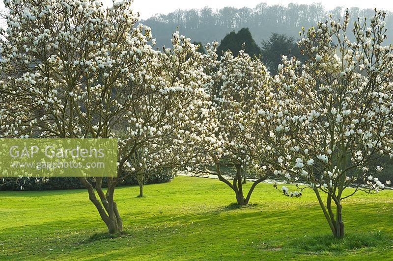 Magnolias in lawn 