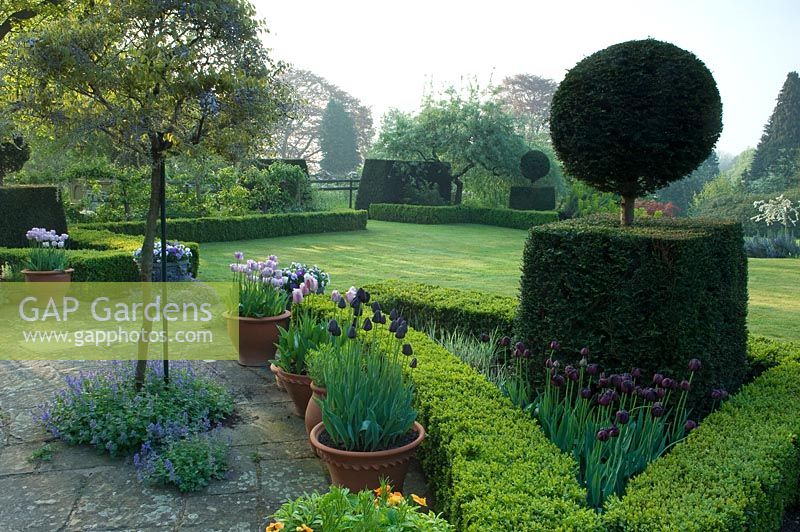 Buxus hedge with yorkstone patio, Taxus topiary, purple and pink Tulipa and Wisteria grown as standard