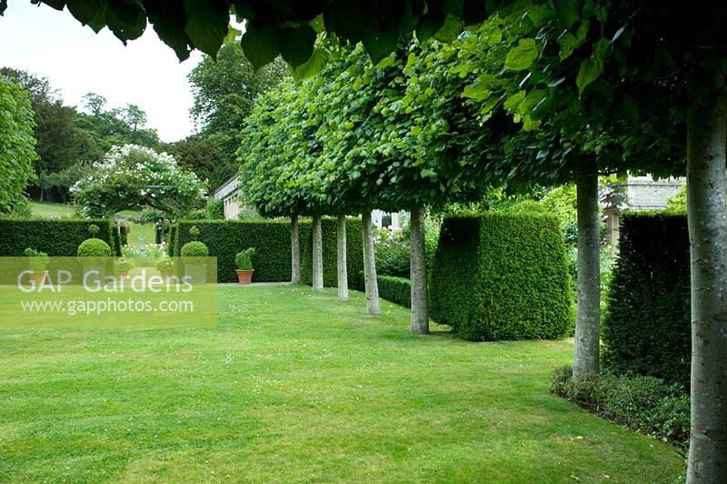 Line of lime trees flanking lawn. Taxus hedge and rose covered arbour
