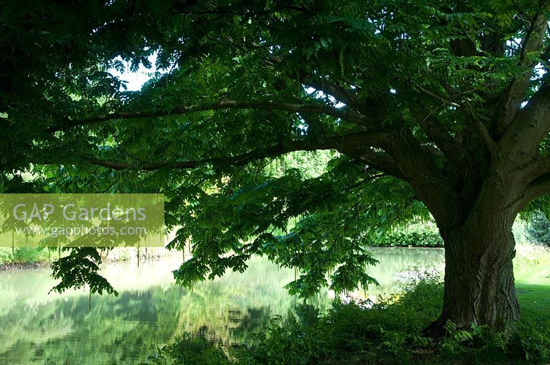 Pterocarya tree beside pond 