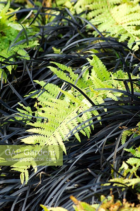 Foliage of Fern and black grass Ophiopogon planiscarpus 'Nigrescens'