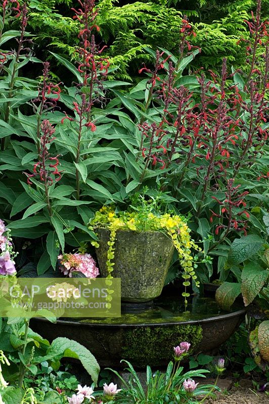Wildlife conservation garden with water feature in container and Lobelia