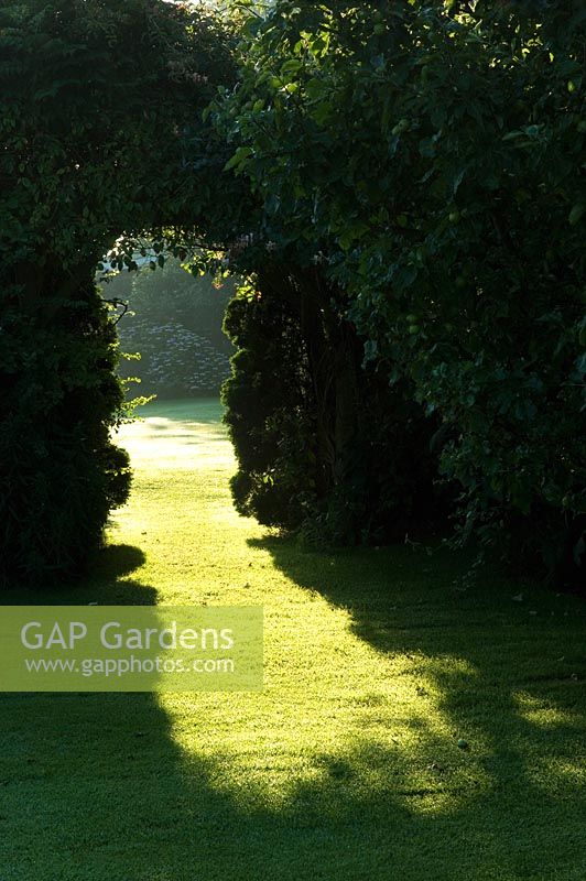 Arch in hedge with sunlight on grass
