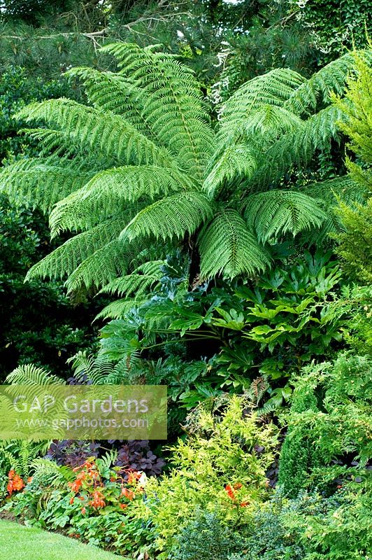 Tropical style planting with Tree Fern and Fatsia japonica in wildlife conservation garden