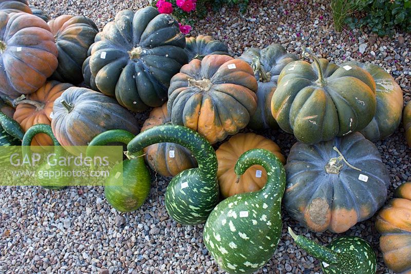 Annual pumpkin festival, market stall, pumpkins and squashes - Chateau du Rivau, Lemere, Loire Valley, France