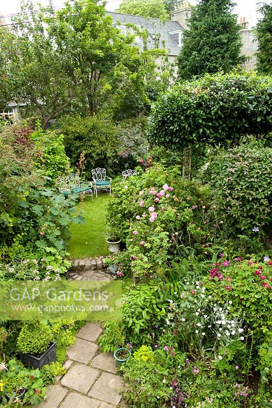 Romantic English style garden with large flowering borders, paving, stone steps, lawn with furniture and planted containers. Planting includes Alchemilla mollis, Lychnis coronaria Oculata, Macleaya cordata, Astrantia, fruit trees, climbing roses and Clematis