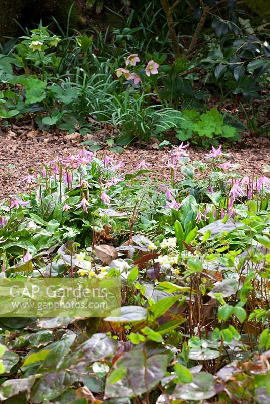 Epimedium versicolor Neo - sulphureum and Erythronium revolutum 'Knightshayes Pink' in the woodland garden at Glebe Cottage