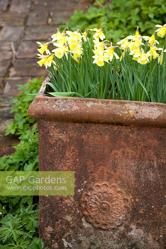 Narcissus 'W.P. Milner' in a terracotta pot