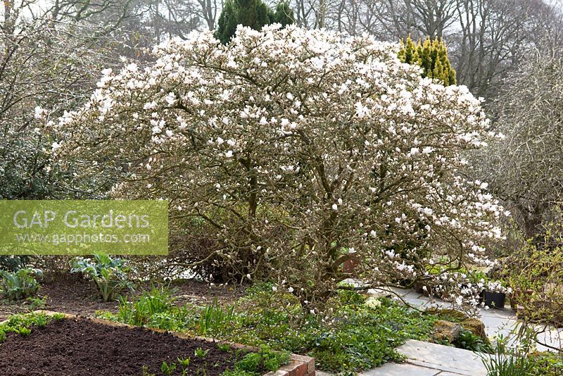 Magnolia stellata - Star magnolia