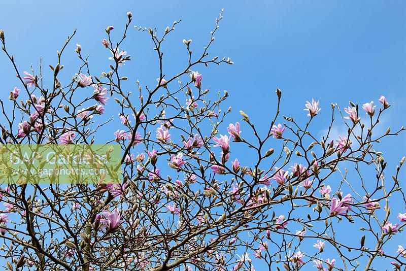 Magnolia x loebneri 'Leonard Messel' against a blue sky