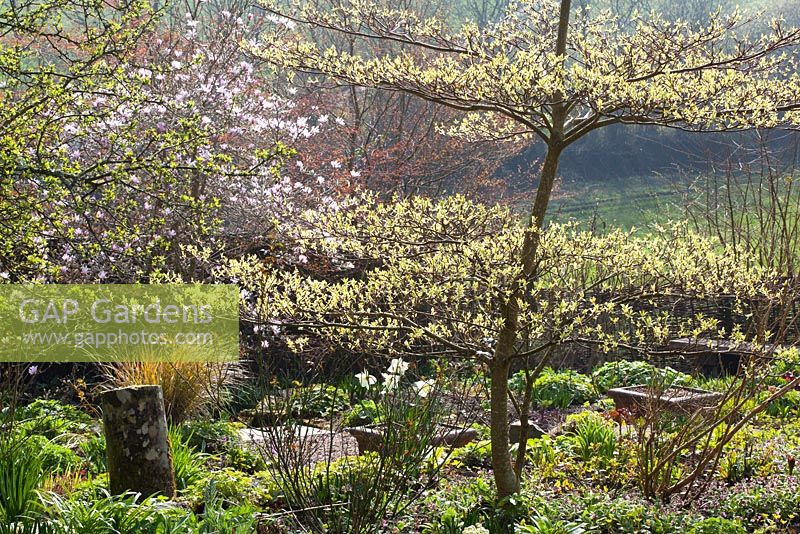Backlit spring foliage at Glebe Cottage. Emerging leaves of Cornus controversa 'Variegata' with Magnolia x loebneri 'Leonard Messel' in the background