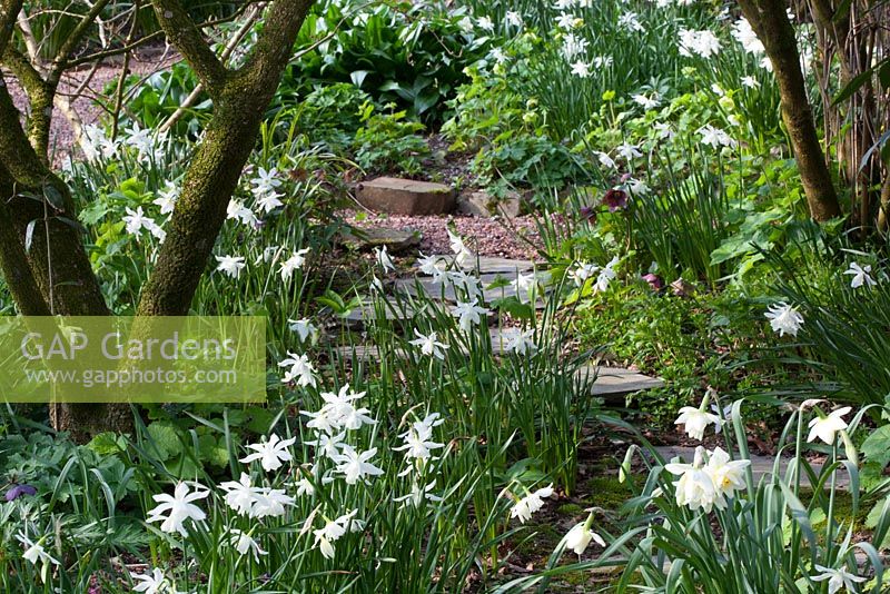 Narcissus 'Thalia' in the woodland garden at Glebe Cottage