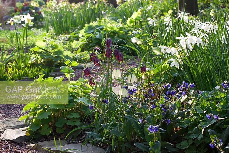 Fritillaria meleagris, Pulmonaria 'Blue Ensign' and Narcissus 'Thalia' in the woodland garden at Glebe Cottage