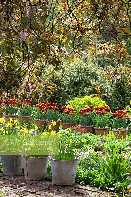 Narcissus jonquilla 'Flore Pleno' in galvanised buckets and Tulipa 'Abu Hassan' in terracotta pots lining the brick paths at Glebe Cottage in spring