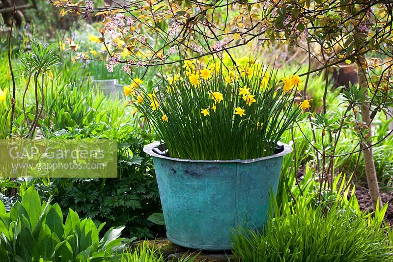 Narcissus jonquilla 'Flore Pleno' in a large container at Glebe Cottage in spring. Also known as Narcissus x odorus Plenus