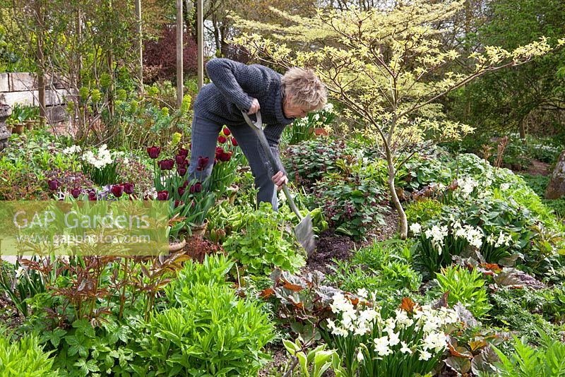 Carol Klein working in a spring border at Glebe Cottage including Narcissus 'Silver Chimes', Lamium orvala, Cornus controversa 'Variegata', and Tulipa 'Jan Reus' grown in terracotta pots.