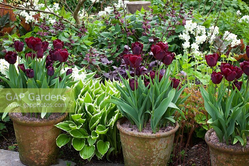 Tulipa 'Jan Reus' grown in pots with Narcissus 'Silver Chimes', Lamium orvala, Hosta and Heuchera at Glebe Cottage