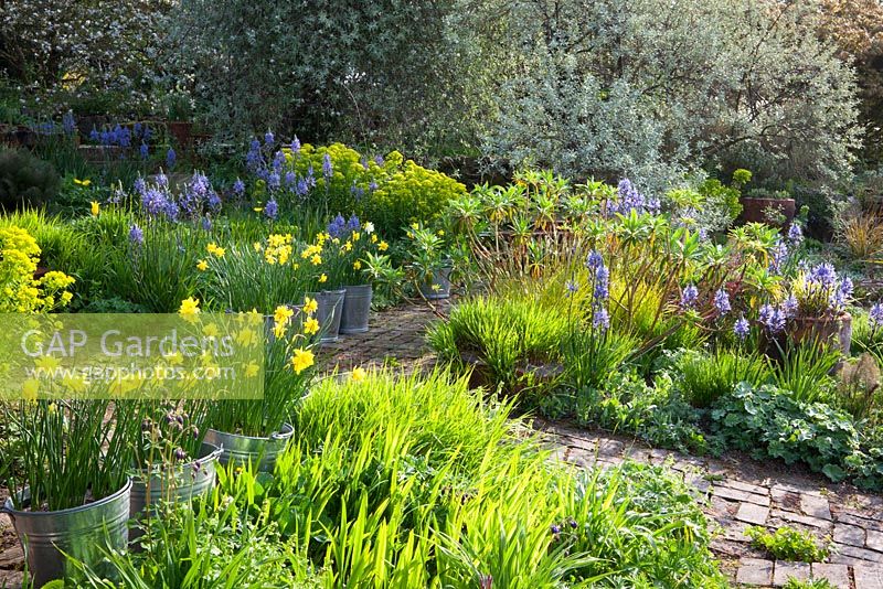 Spring border at Glebe Cottage including Camassias, Carex elata 'Aurea', Euphorbia palustris, Narcissus jonquilla 'Flore Pleno' in galvanised buckets and Elaeagnus.
