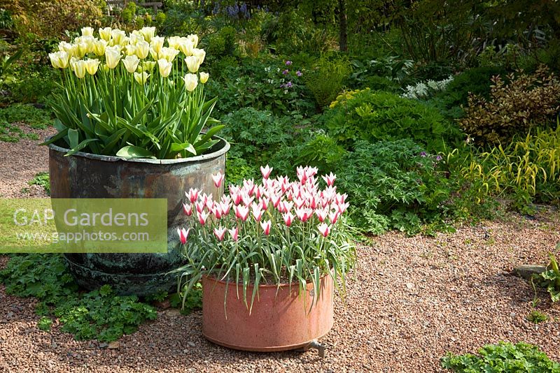 Pots at Glebe Cottage. Tulipa 'Spring Green' and Tulipa clusiana