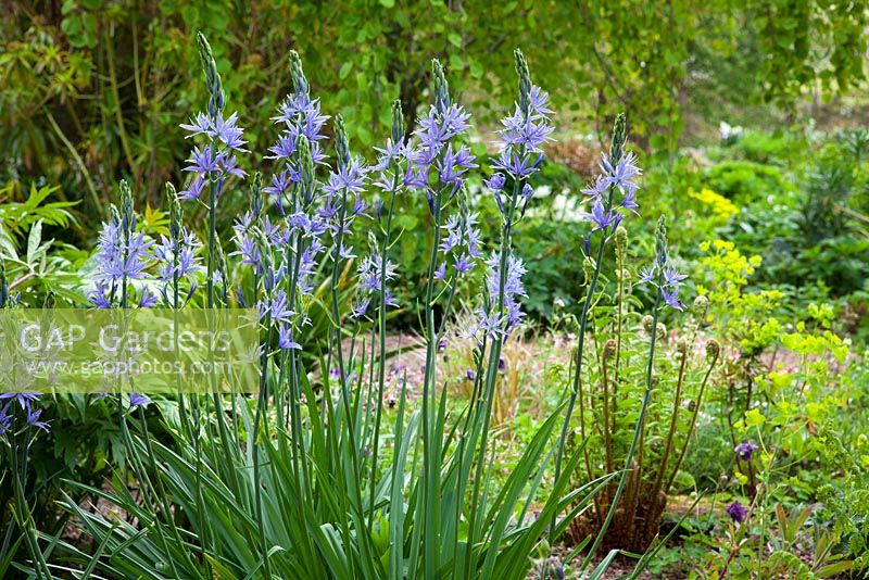 Camassias in the woodland garden at Glebe Cottage