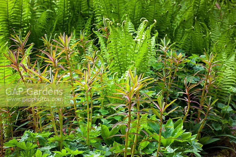 Foliage group with Euphorbia sikkimensis and Matteuccia struthiopteris - Shuttlecock fern
