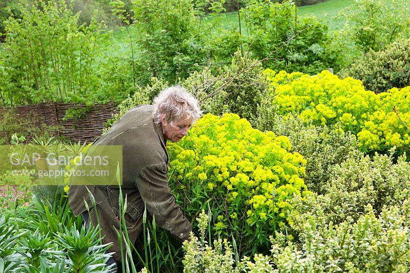 Carol supporting Euphorbia palustris with pea sticks