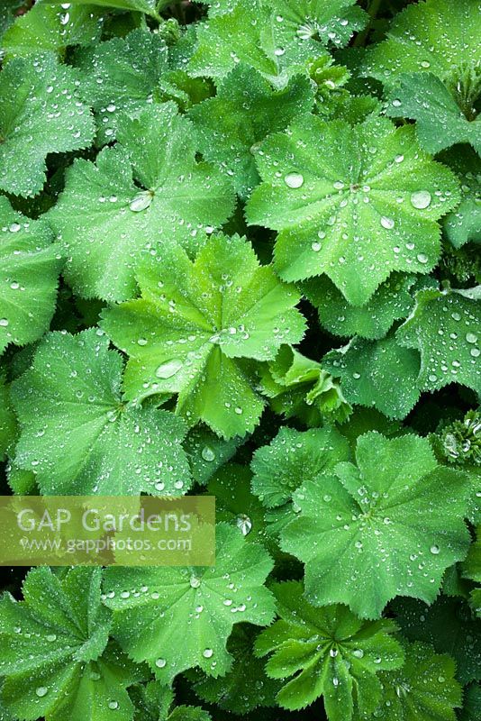 Alchemilla mollis AGM. - Lady's mantle with water droplets