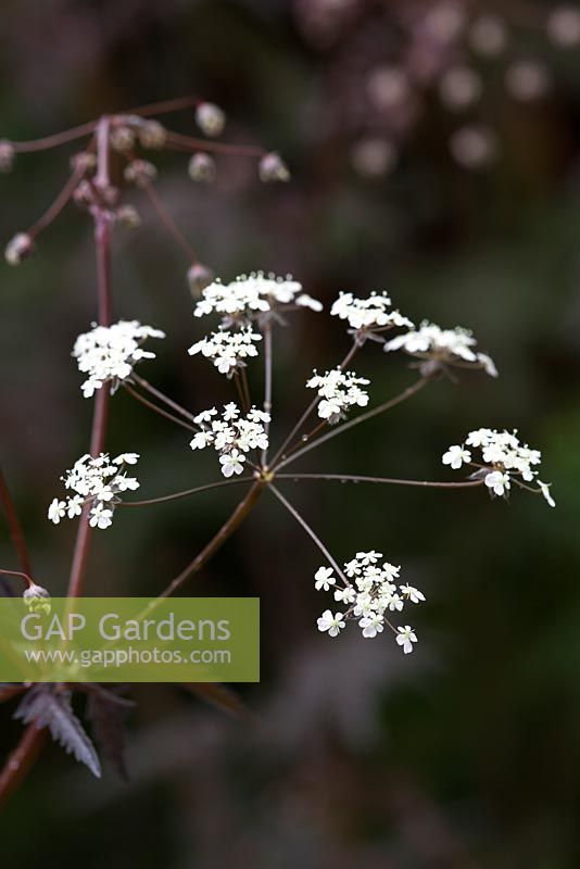 Anthriscus sylvestris 'Ravenswing'. Purple Cow parsley, Queen Anne's lace