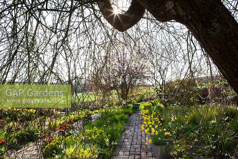 The brick garden at Glebe Cottage in spring from under the willow. Narcissus jonquilla 'Flore Pleno' in galvanised buckets and Tulipa 'Abu Hassan' and T. 'Yellow Purissima' in terracotta pots