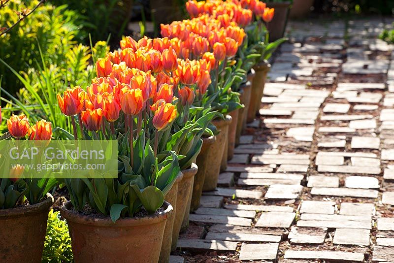 Pots of Tulipa 'Prinses Irene' lining a path in the brick garden at Glebe Cottage