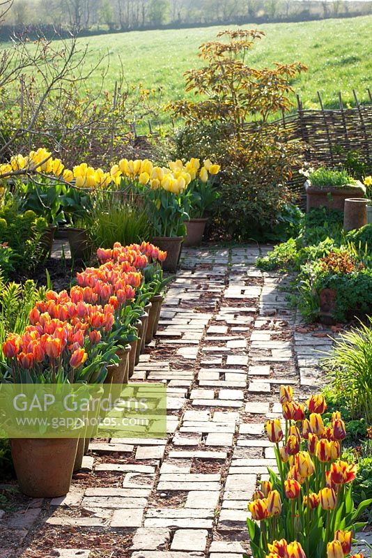 Path in the brick garden at Glebe Cottage with pots of tulips. Tulipa 'Prinses Irene' and 'Yellow Purissima'