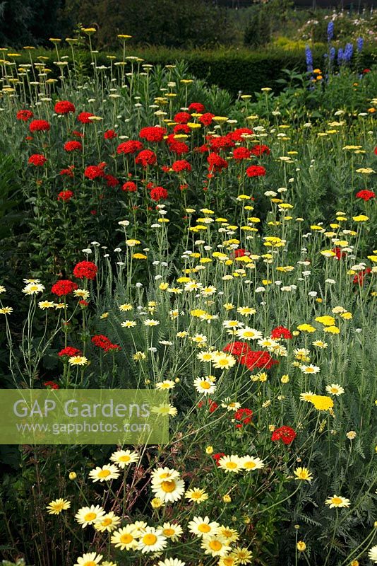 Anthemis tinctoria 'Sauce Hollandaise', Achillea and Lychnis chalcedonica in red and yellow flowerbed 