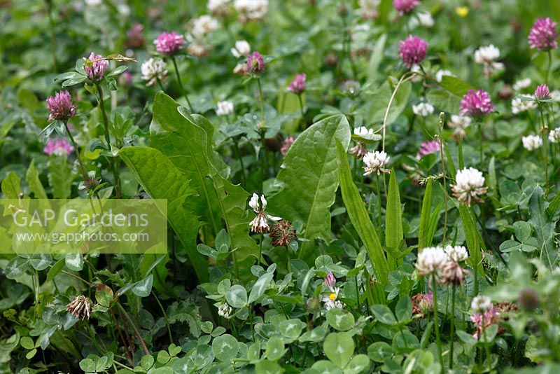 Trifolium pratense, Trifolium repens, Taraxacum officinale and Plantago lanceolata - Grass weeds