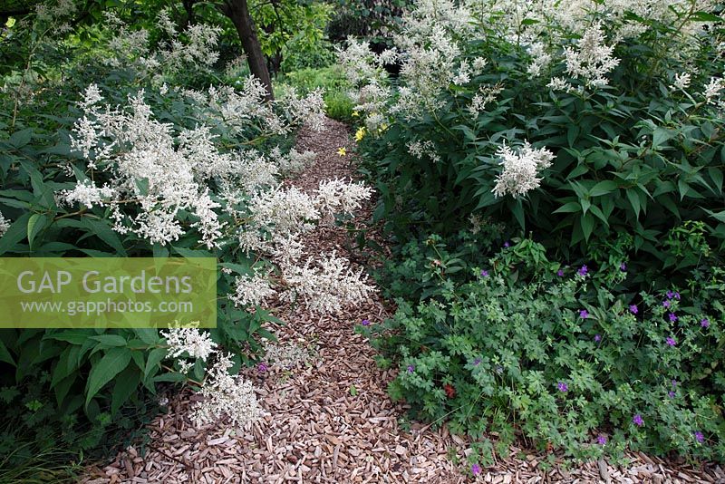 Bark mulch pathway through forest garden surrounded by Aconogonon speciosum and Geraniums