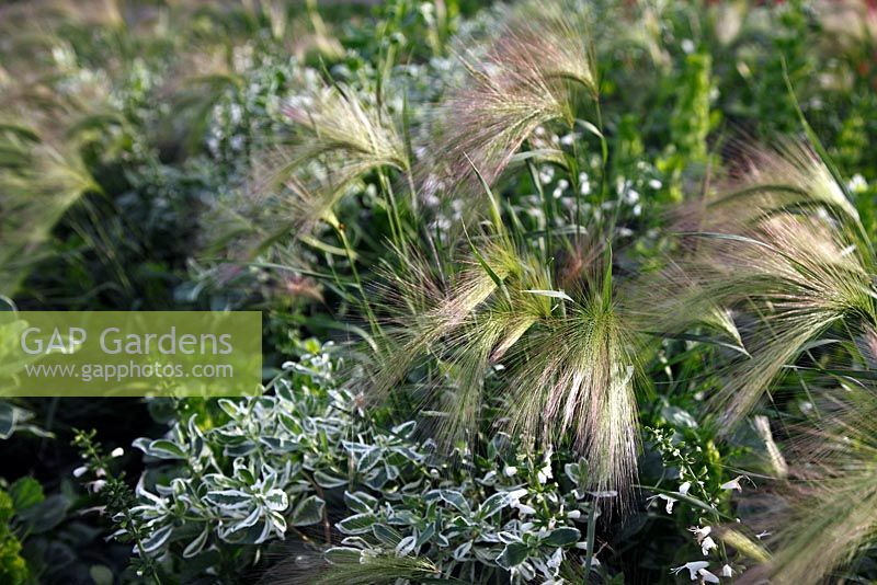 Hordeum jubatum with Euphorbia marginata