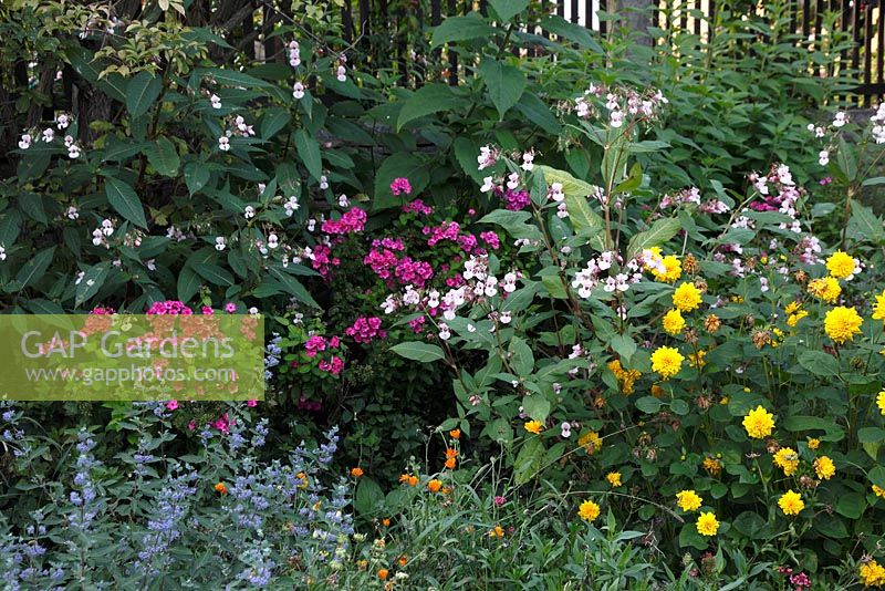 Helianthus decapetalus 'Soleil d'or', Phlox, and Caryopteris in cottage garden