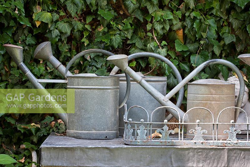 Decorative metal watering cans and grid backed by a wall covered with Hedera helix