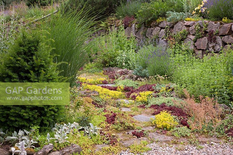 Gravel garden with a dry stone wall and a path with stepping stones through sedum planting. Plants are Lavandula, Miscanthus sinensis, Sedum acre, Sempervivum, Stachys byzantina and Taxus baccata