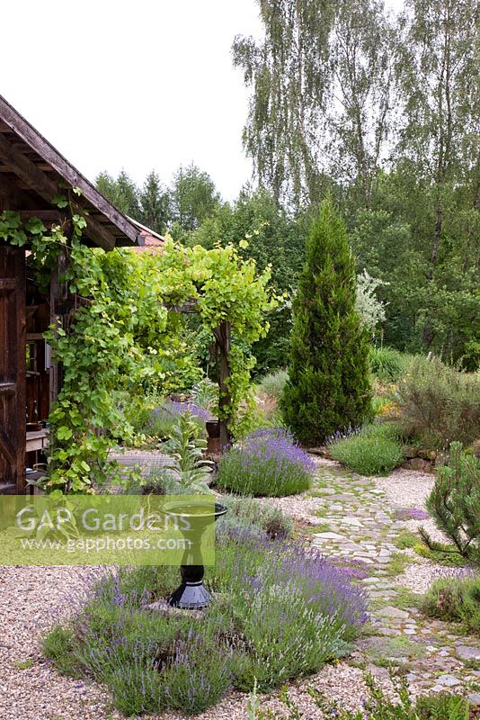 Gravel garden with granite paved pathway and bird bath in a Mediterranean inspired planting with Lavandula, Thuja occidentalis 'Smaragd', Thymus and Vitis 