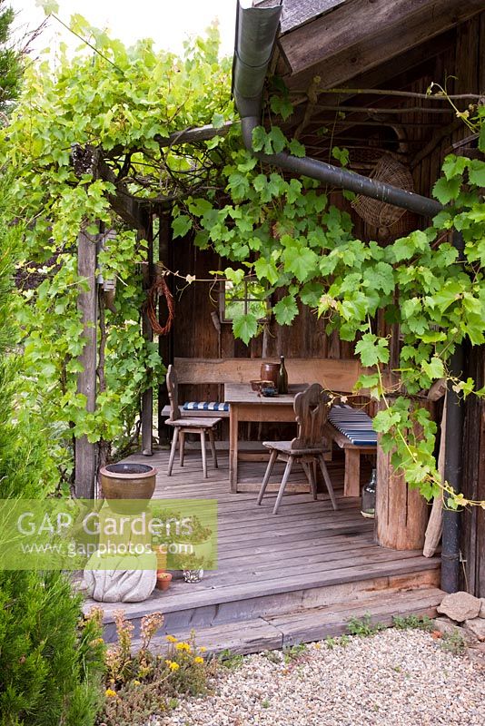 Vitis vinifera - Vine covering a wooden terrace with traditional Bavarian furniture and plants in pots