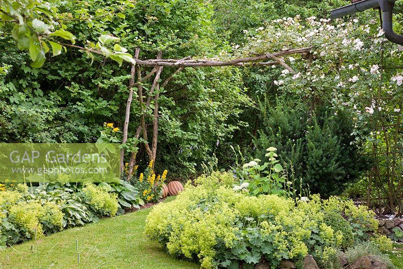 A rustic wooden construction used as a rose arch over a passage in a garden with Rosa 'New Dawn', Alchemilla mollis, Hosta, Hydrangea arborescens 'Annabell', Lysimachia punctata and Telekia speciosa