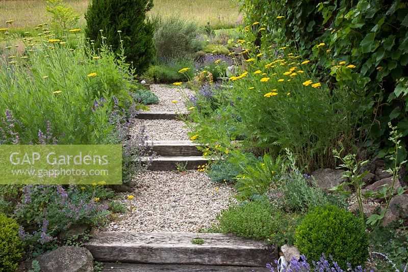 Steps made from wooden blocks and gravel landings leads towards and upper level of the garden. Achillea filipendulina, Buxus and Thymus